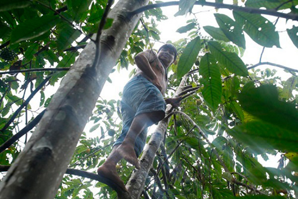 cacao-ok cacao-ok