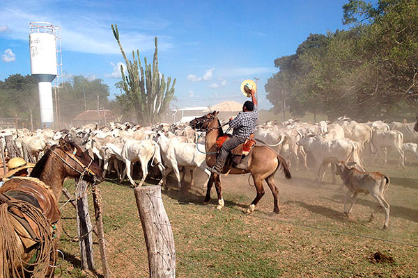 dia-del-cowboy-ok dia-del-cowboy-ok